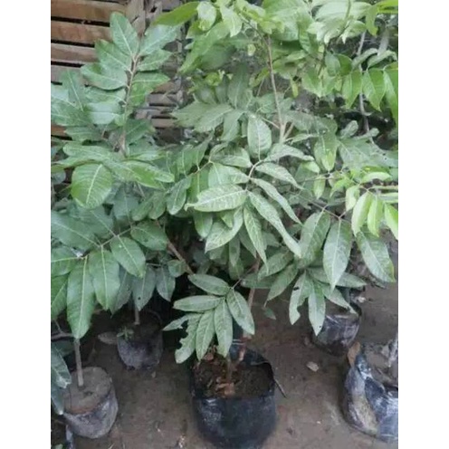 KELENGKENG MATALADA HASIL OKULASI CEPAT BERBUAH KUALITAS TINGGI