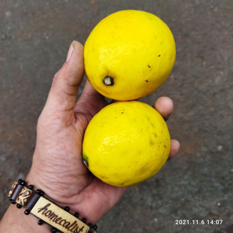 Jeruk Lemon Segar