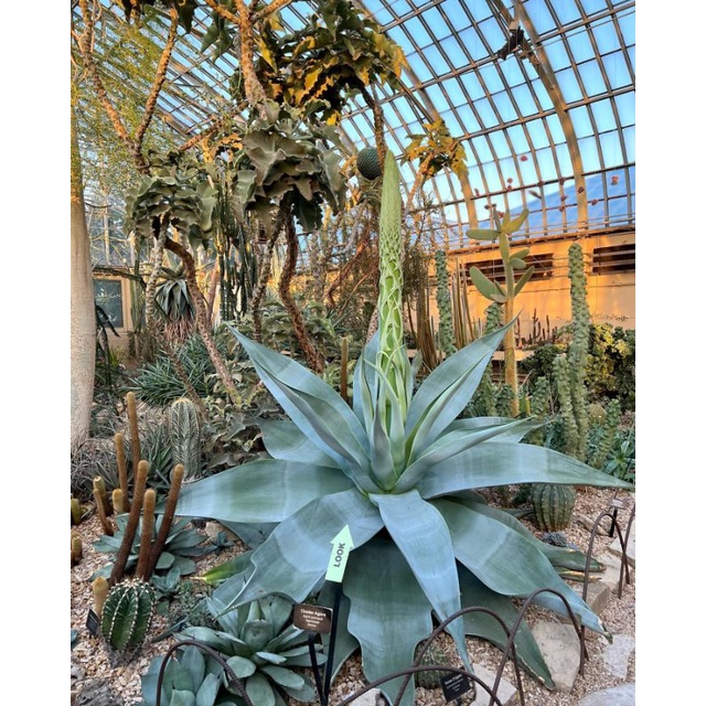 FahriOrchid - Agave guiengola