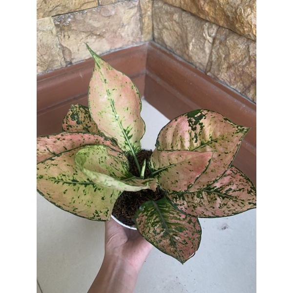 aglonema komkom orange