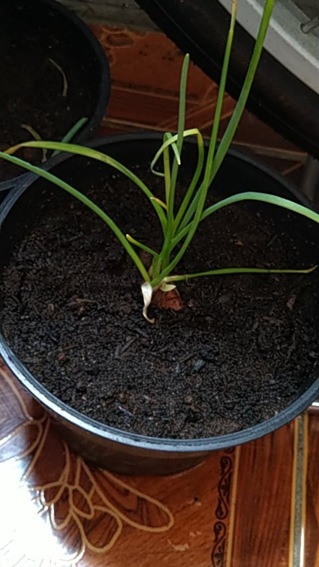 Pot Ukuran 15 Cm