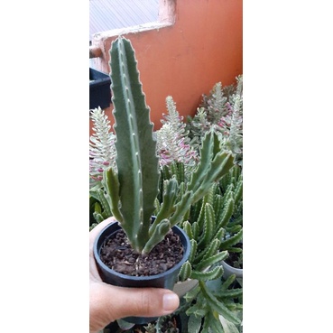 Kaktus Sukulen Stapelia Bunga cream jumbo dan sedang