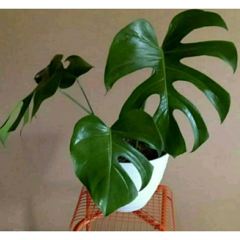tanaman hias monstera rambat - monstera deliciosa rambat ( STEK BATANG )