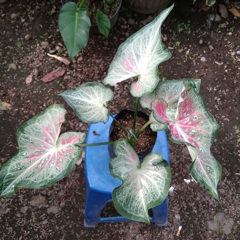 Tanaman hias keladi shycool besar +POT