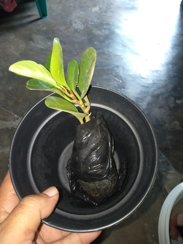 Murah Tanaman Hias Indoor Paperomia Hijau - Jade