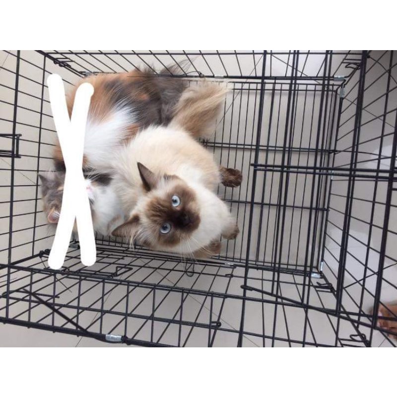 kucing ragdoll Himalaya