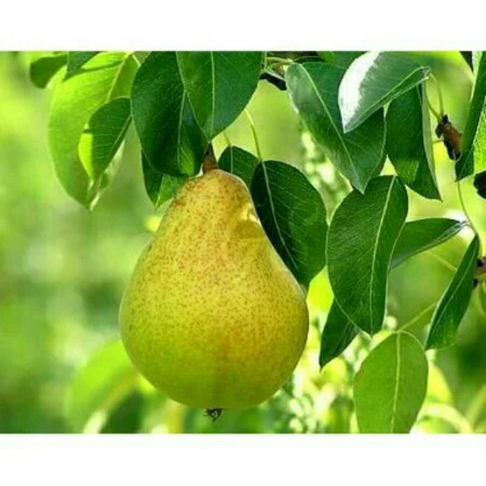 bibit tanaman buah pir hijau