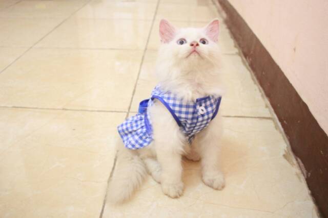 Dress kemeja kotak-kotak biru ala Paud, baju kucing lucu murah meriah size S M L XL (pilih satu)