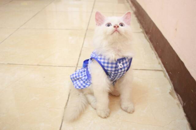 Dress kemeja kotak-kotak biru ala Paud, baju kucing lucu murah meriah size S M L XL (pilih satu)