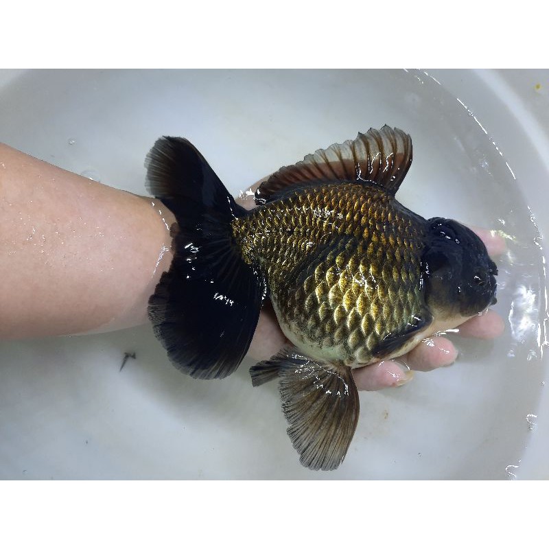 

ikan koki oranda