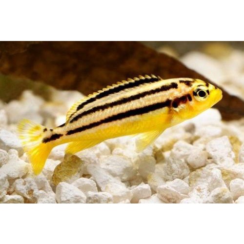 Ikan Siklid Niasa / Ikan Hiasan Aquascape / Ikan Hias Aquarium