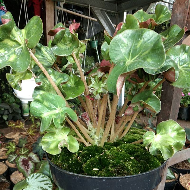 Tanaman Hias Begonia Churly Ukuran Besar/Tanaman Hias Begonia Keriting