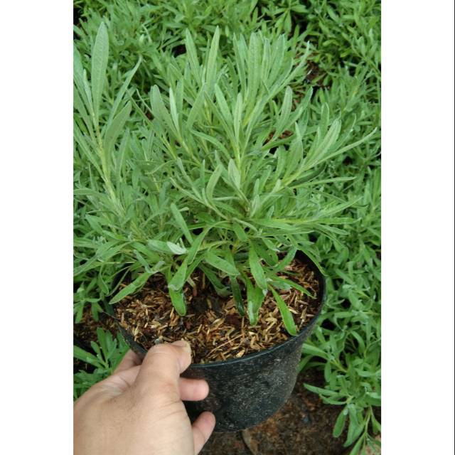 Tanaman hias Lavender Gold Creek lavender asli wangi - Lavender Asli Gold Creek / Lavendula Angustifolia / English Lavender