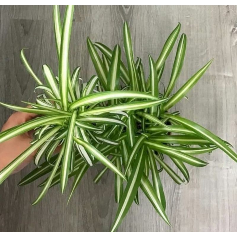 Lili Paris / spider plant hijau