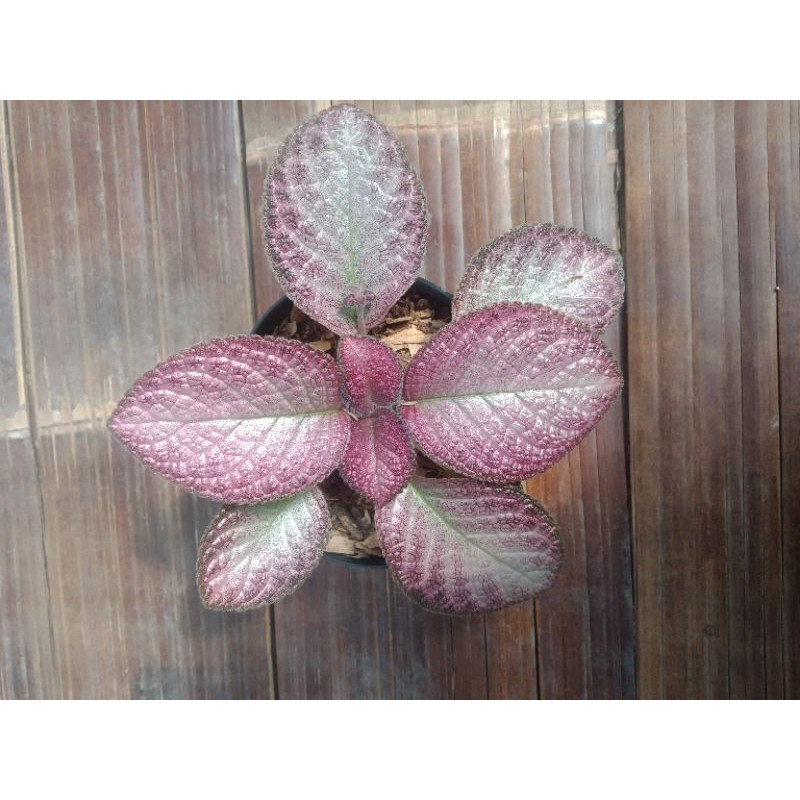 Episcia Strawberry