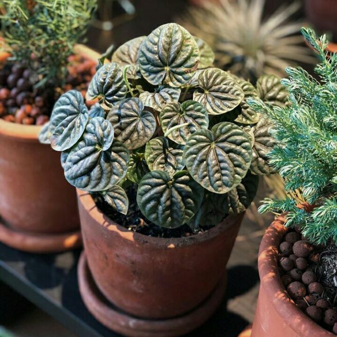 Peperomia Silver