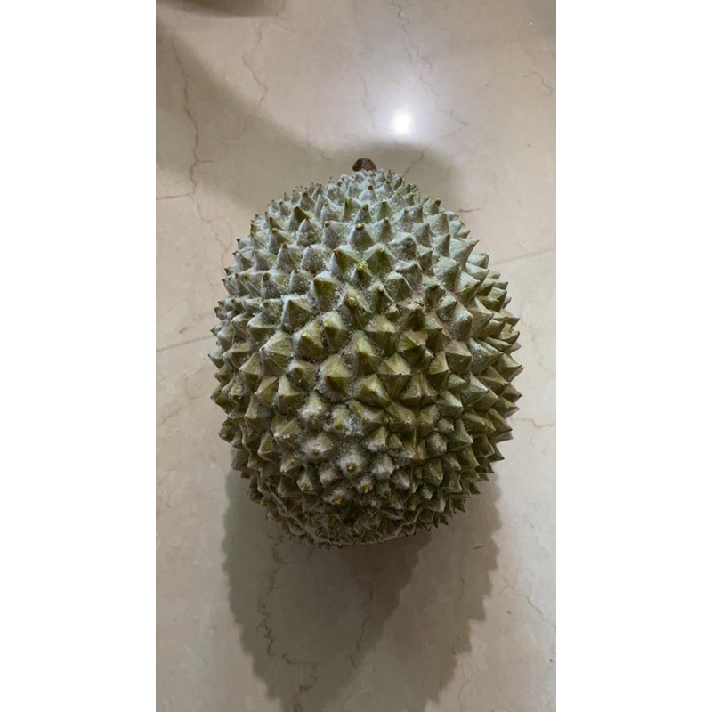 

DURIAN MUSANGKING FRESH BATOK