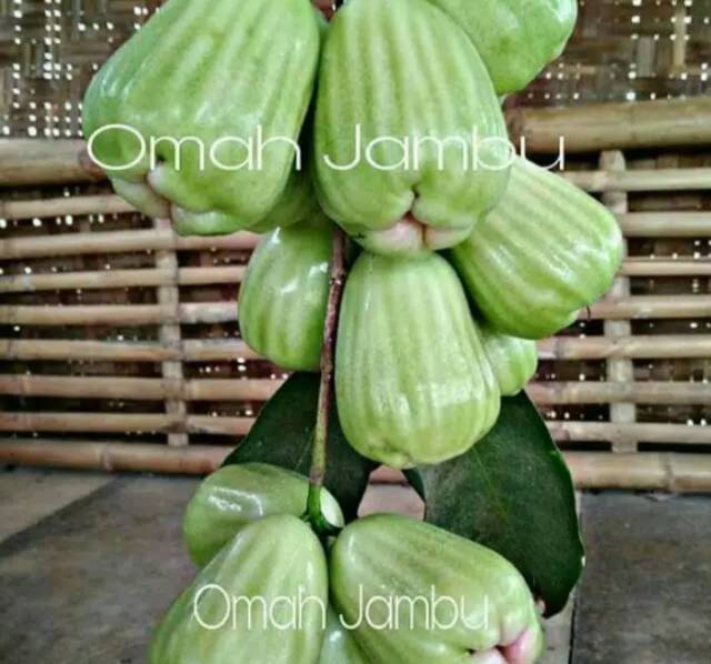 Bibit jambu air cincalo hijau super manis