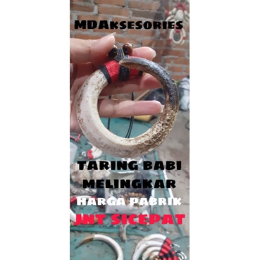 TARING/TARING BABI/TARING BABI MELINGKAR/BABI/TARING BABI MELINGKAR/KALUNG/TARING/MELINGKAR