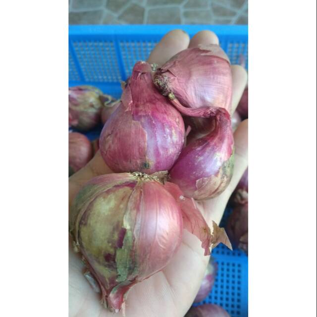 

Bawang Merah pilihan harga yang tertera itu perkilo ya kak