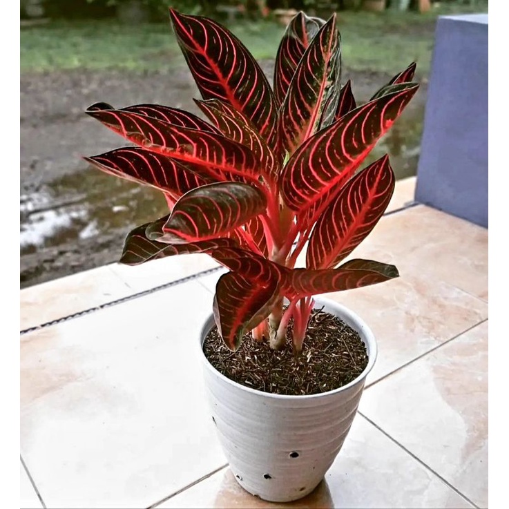 Aglaonema pride of sumatra/Aglonema pride of sumatra florist nursery/Aglonema pride of sumatra(Tanam