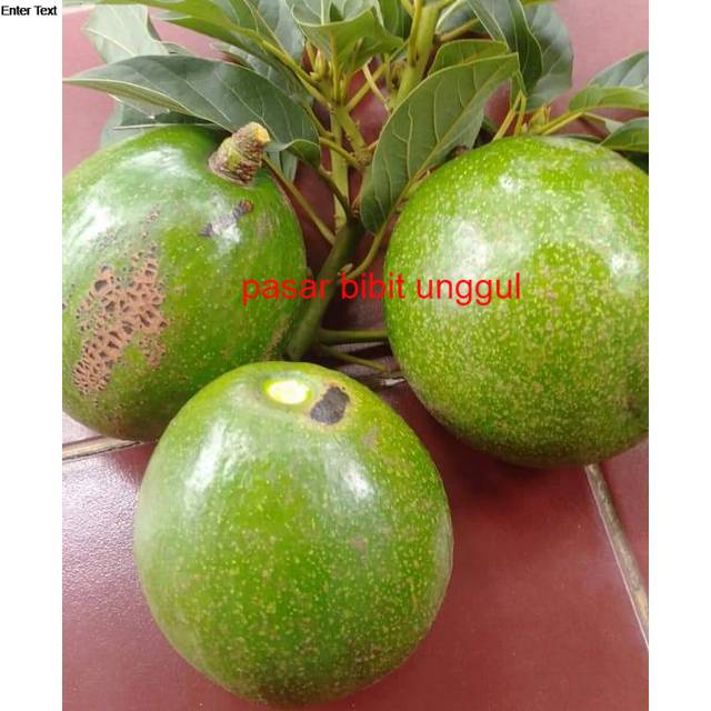 BIBIT BUAH ALPUKAT MARKUS JUMBO BIBIT ALPUKAT MARKUS JUMBO TERMURAH