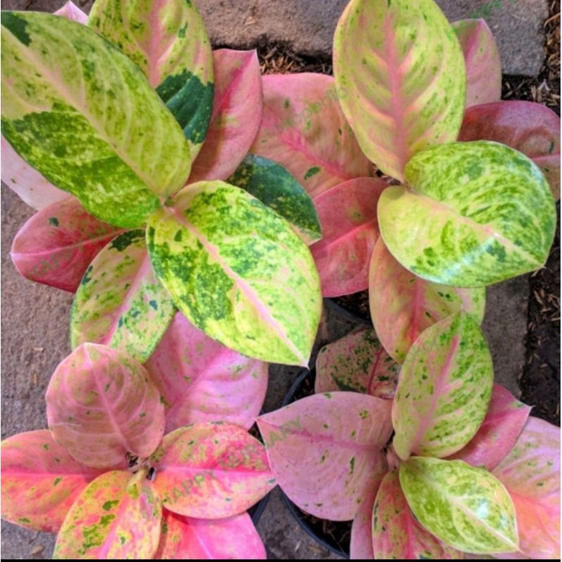 Aglonema emerald mutasi