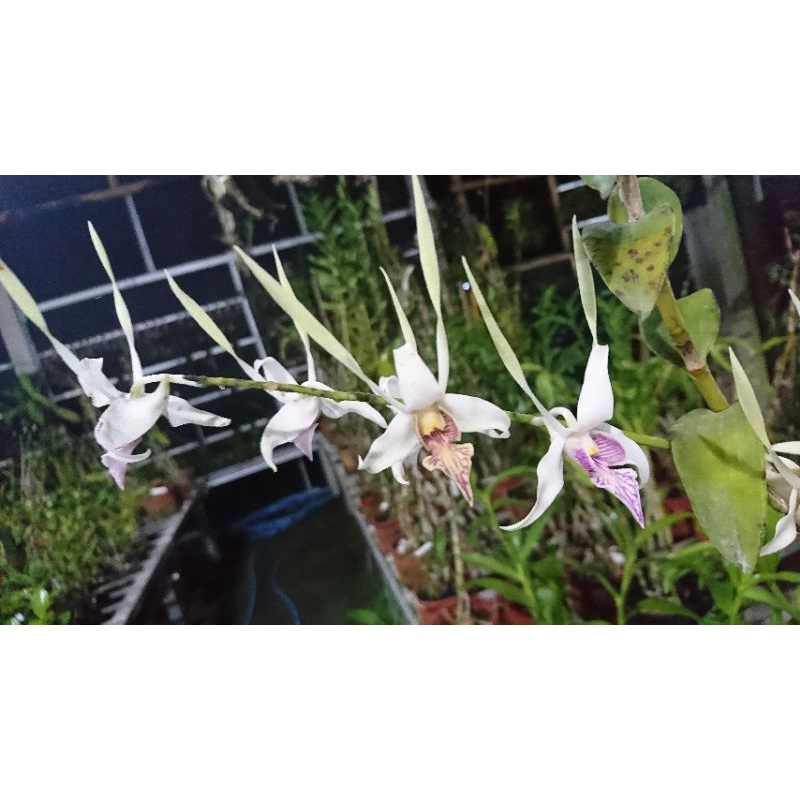 Dendrobium stratiotes