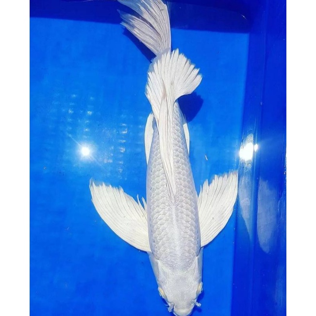 ikan koi kumpay platinum ukuran 30-32cm