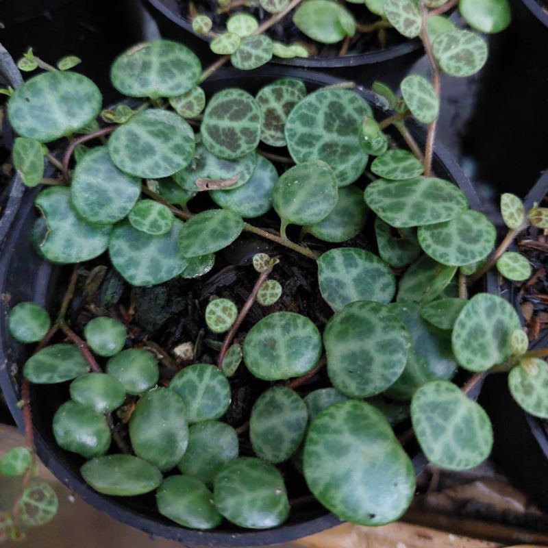 tanaman string of turtle atau peperomia prostata