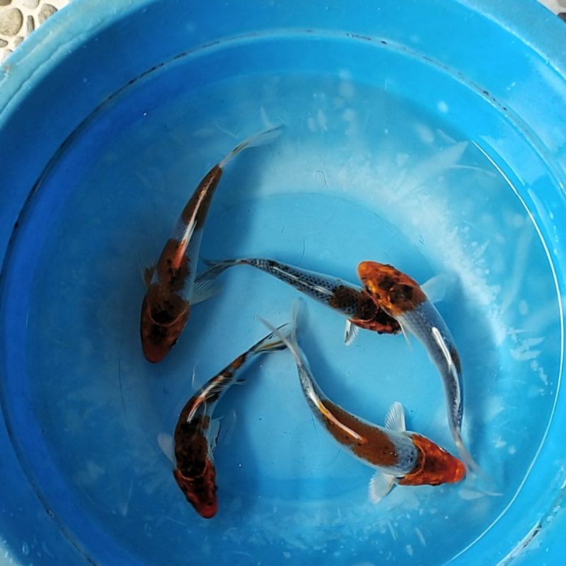 ikan koi kojaku blitar 12-15 cm