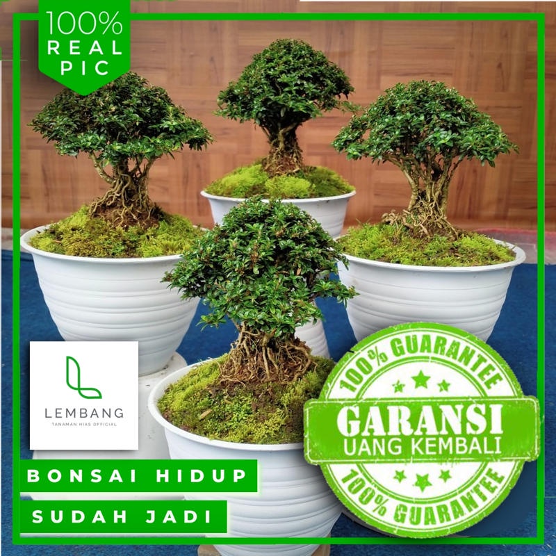 Bonsai Mini Seribu Bintang Jadi Tanaman Bonsai Hidup Bunga Pohon Hias Bonsai Hidup Mini Murah Hias
