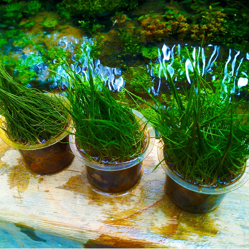 hairgrass cup tanaman aquascape