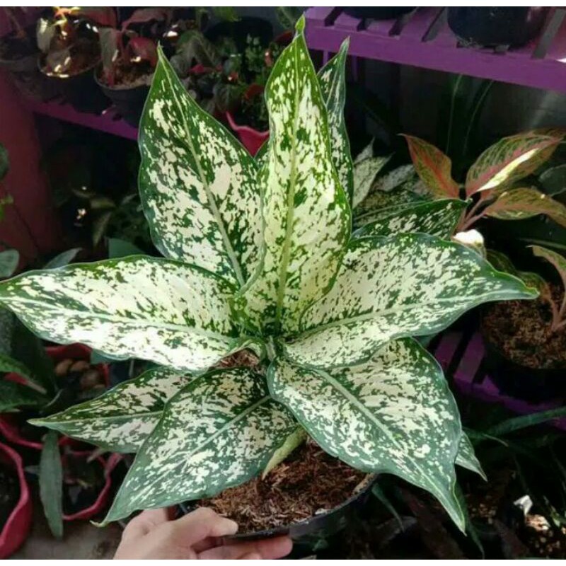 tanaman hias aglonema snow white anakan