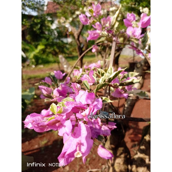 TANAMAN HIAS BOUGENVILLE VARIGATA UNGU - POHON BOUGENVILLE