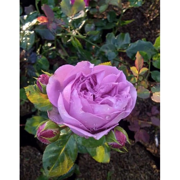 Mawar Ungu Tua Wangi/Harum