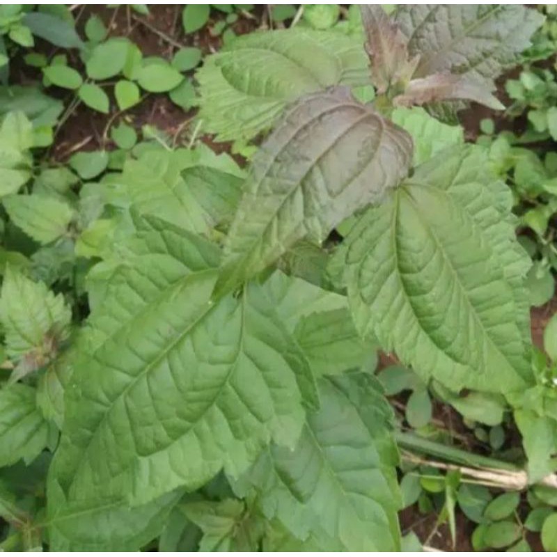 daun herbal balakacida 200gram/obat herbal termurah/balakacida kopasanda/pohon herbal/obat herbal