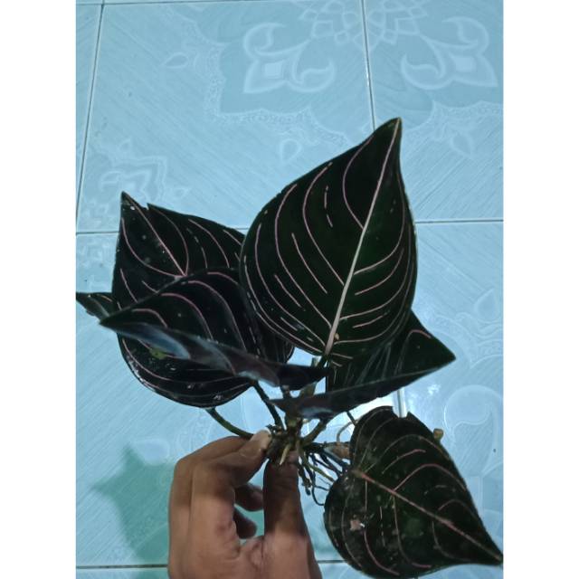 Aglonema Rotundum Aceh dewasa