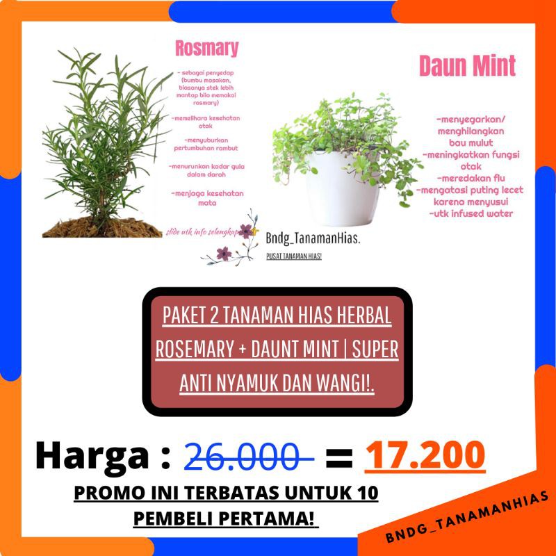 PAKET 2 TANAMAN HIAS HERBAL BUNGA ROSEMARY + DAUNT MINT | SUPER WANGI DAN ANTI NYAMUK | TERMURAH