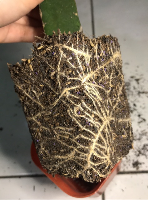 Metan / media tanam / media kaktus / media sukulen / media tanam premium / media akadama