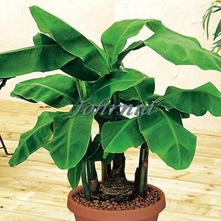 Johrnia 2 Benih Bonsai Pisang  Shopee Indonesia