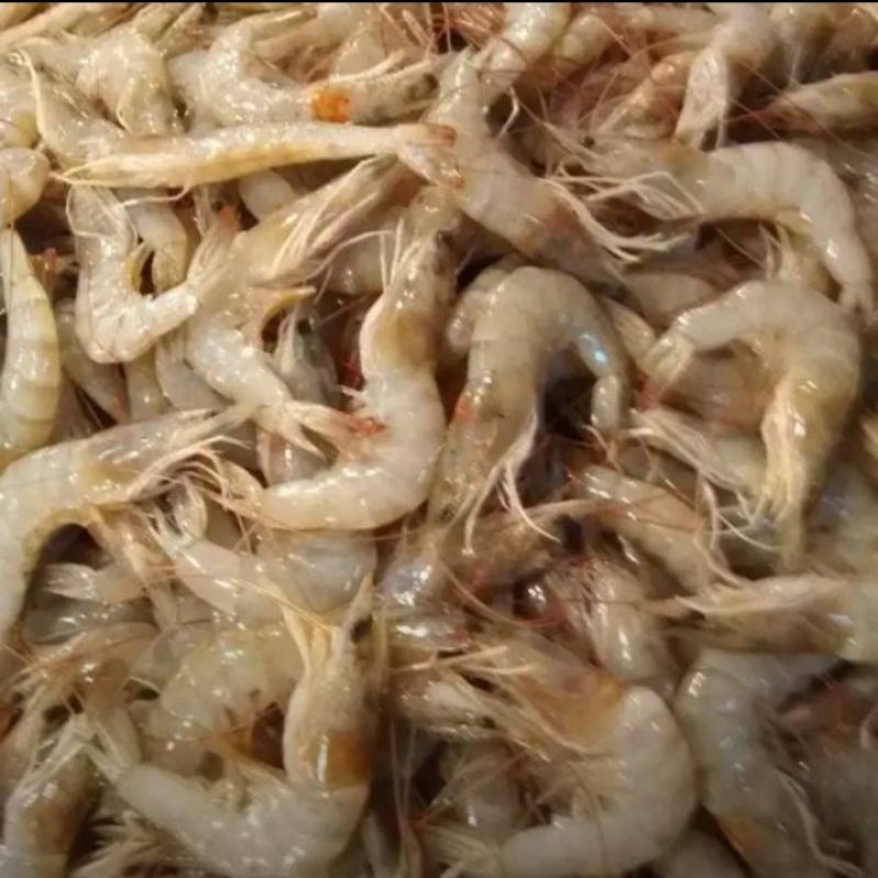 

jual udang vanami segar per 500 gram