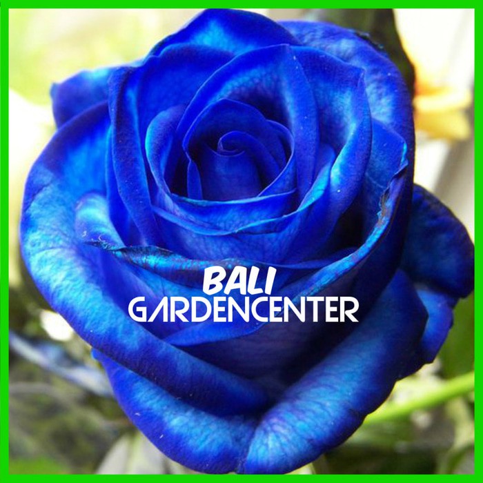 Isi 25 Benih Biji Bunga  Mawar  Biru  Blue Rose Import 