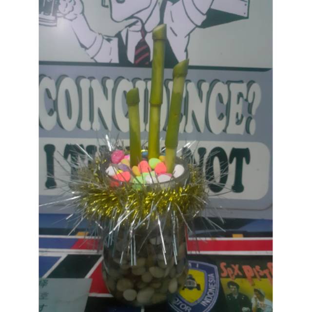 Tanaman bambu rejeki