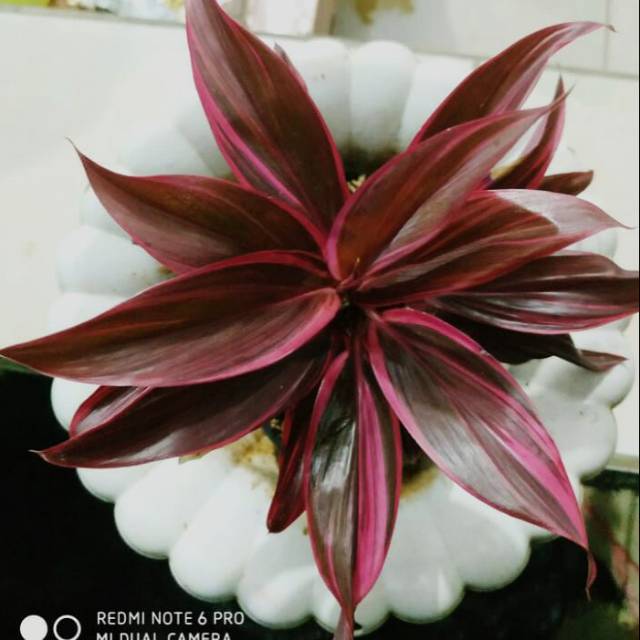 tanaman hias andon merah mini - hanjuang merah mini