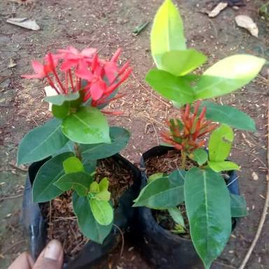 tanaman pagar soka hawai bunga merah / pohon soka hawai bunga merah