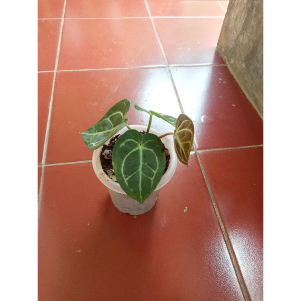 tanaman hian anturium hybrid