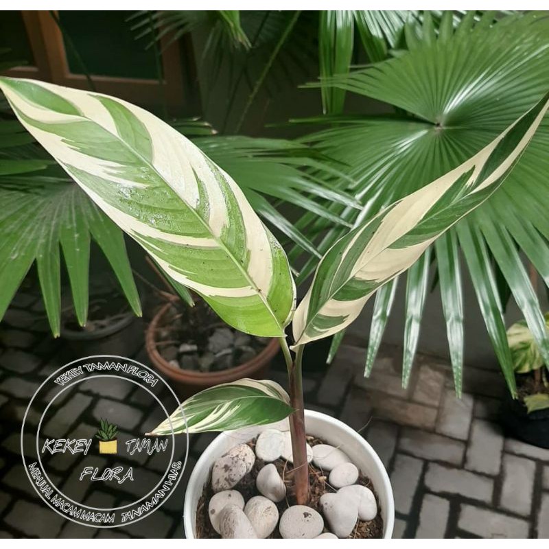 Tanaman Hias Heliconia Varigata-Banana Varigata-Pisang Pisangan Varigata