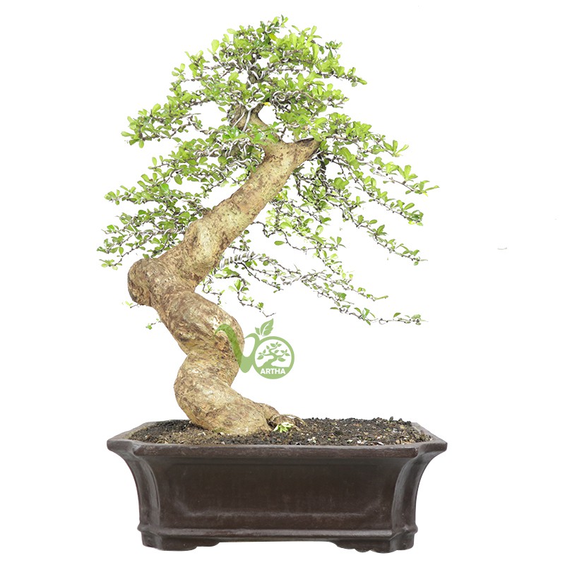 Bonsai Hokiantea - Besar - 01