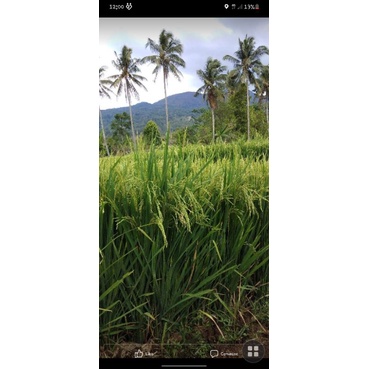 

BERAS PULEN SUMEDANG